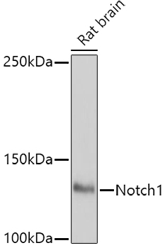 NOTCH1 Polyclonal Antibody