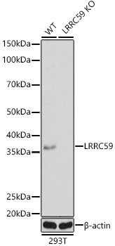 LRRC59 Polyclonal Antibody