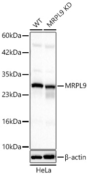 MRPL9 Polyclonal Antibody