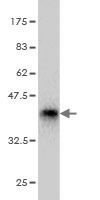 PHF2 Monoclonal Antibody [3E7]