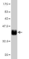 FBXL10 Monoclonal Antibody [5G1]