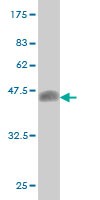 E2F4 Monoclonal Antibody [5B7]