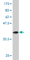HIF1A Monoclonal Antibody [1D4]