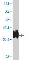 POU5F1 Monoclonal Antibody [1D2]