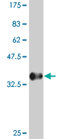 POU5F1 Monoclonal Antibody [4F8]