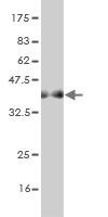 AOF2 Monoclonal Antibody [2E7]