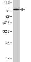 HDAC1 Monoclonal Antibody [3E1]