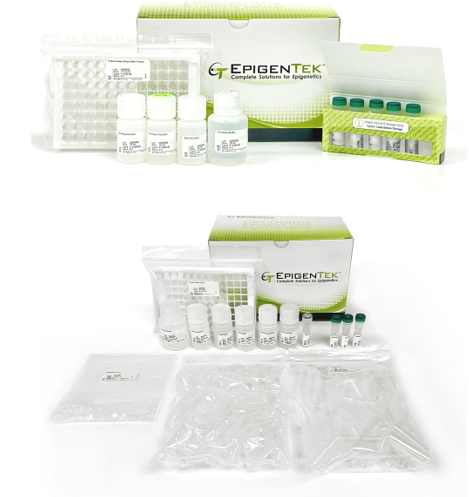 Bundle - Global 5-mC DNA Methylation and MeDIP