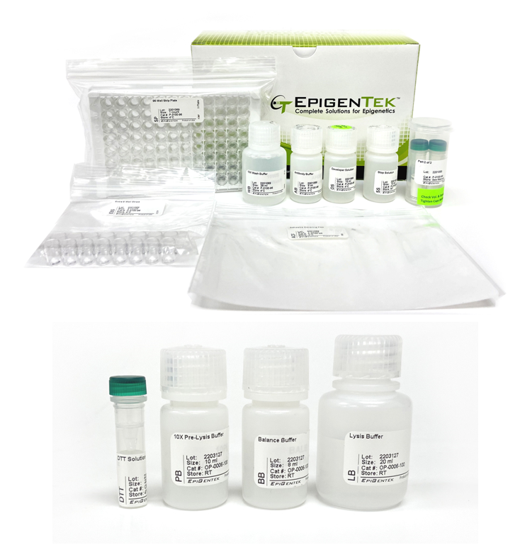 Bundle - Histone H3 Modification Screening