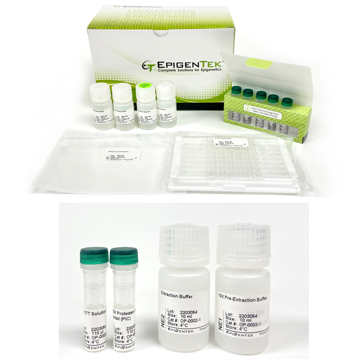 Bundle - DNMT Activity/Inhibition