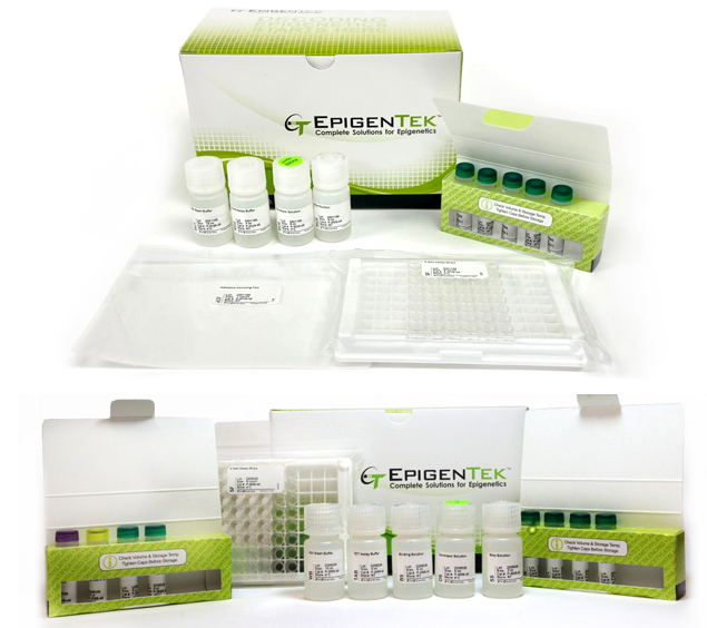 Bundle - DNMT and TET Enzymatic Regulation (96 assays / 96 assays)