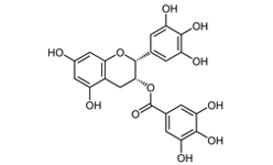 Epigallocatechin Gallate