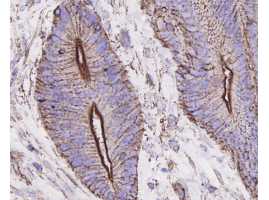 B-actin Monoclonal Antibody [A2-F6]