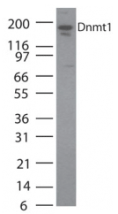 DNMT1 Monoclonal Antibody [60B1220.1]