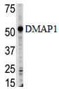 DMAP1 Polyclonal Antibody