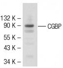 CGBP Polyclonal Antibody