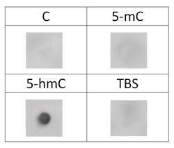 5-Hydroxymethylcytosine (5-hmC) Monoclonal Antibody [HMC/4D9]