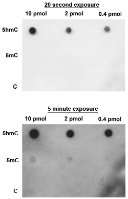 5-Hydroxymethylcytosine (5-hmC) Monoclonal Antibody [HMC/633]