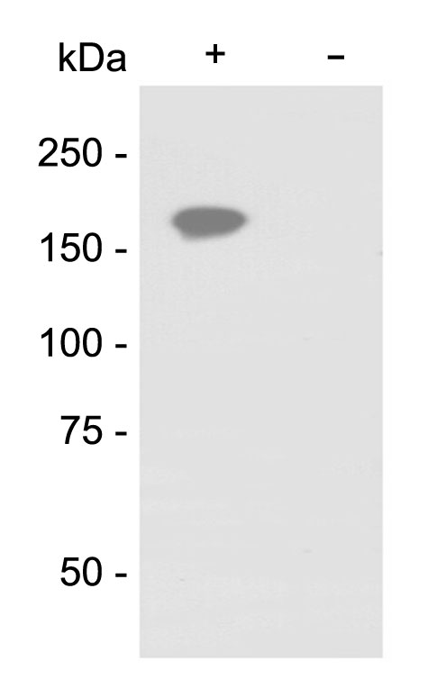 CRISPR/Cas9 Polyclonal Antibody