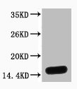 Histone H3 Polyclonal Antibody