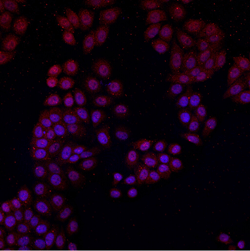 DNMT3L Monoclonal Antibody [B0-5]