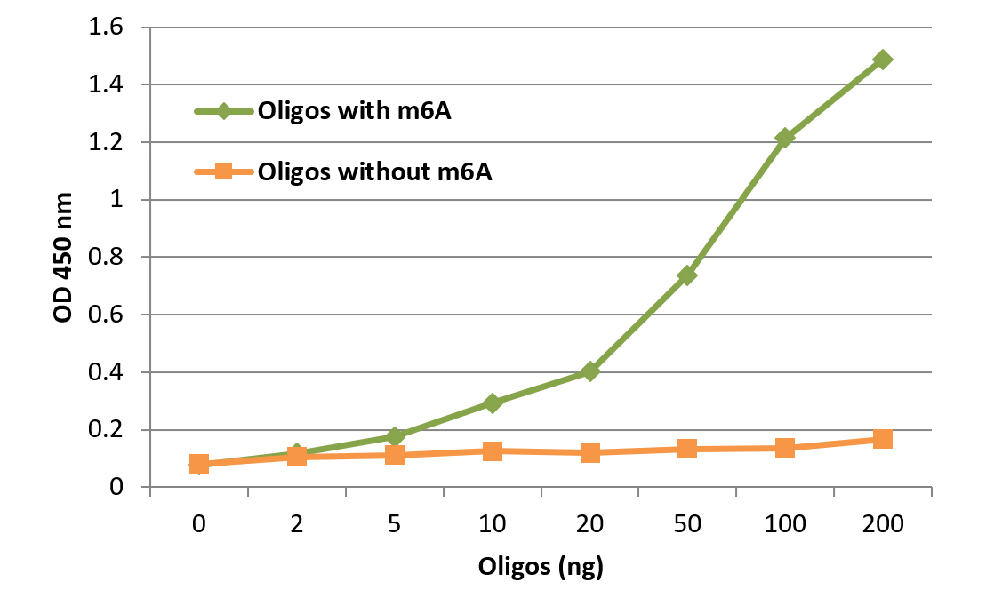 N6-methyladenosine (m6A) Polyclonal Antibody