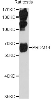 PRDM14 Polyclonal Antibody