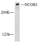 NCOR1 Polyclonal Antibody