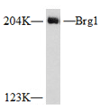 SNF2b/BRG1 Monoclonal Antibody