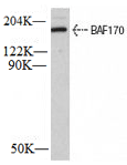 BAF170 Monoclonal Antibody