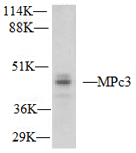 MPc3 Polyclonal Antibody