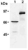 Myc-Tag Monoclonal Antibody [PL14]