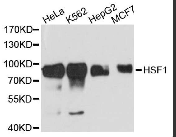 HSF1 Polyclonal Antibody