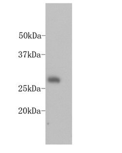 GFP Monoclonal Tag Antibody [B2-F7], HRP Conjugated