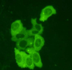 c-Myc Polyclonal Tag Antibody, FITC Conjugated