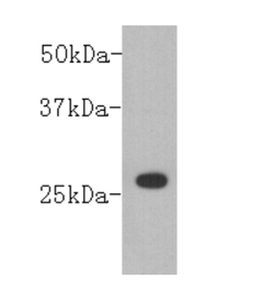 GST Polyclonal Tag Antibody, HRP Conjugated