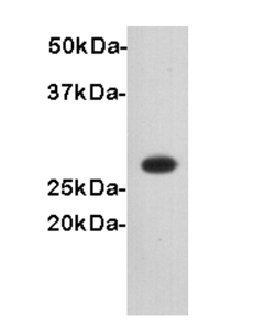 His-Tag Polyclonal Tag Antibody, HRP Conjugated