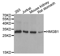 HMGB1 Polyclonal Antibody