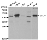 EGLN1 Polyclonal Antibody