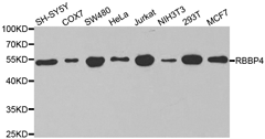 RBBP4 Polyclonal Antibody