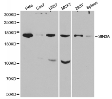 SIN3A Polyclonal Antibody