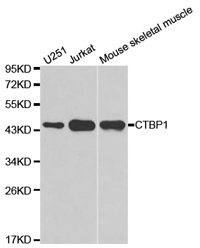 CTBP1 Polyclonal Antibody