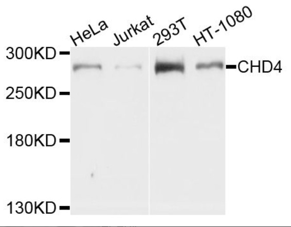 CHD4 Polyclonal Antibody