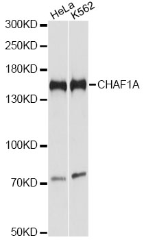 CHAF1A Polyclonal Antibody