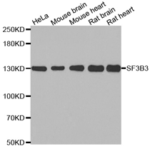 SF3B3 Polyclonal Antibody