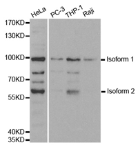 UHRF2 Polyclonal Antibody