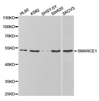 SMARCE1 Polyclonal Antibody