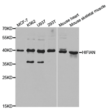 HIF1AN Polyclonal Antibody