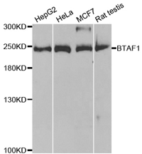 BTAF1 Polyclonal Antibody