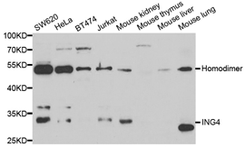 ING4 Polyclonal Antibody